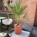 Chamaerops Humilis (europese dwergpalm), Minder dan 100 cm, Zomer, Palmboom, Ophalen