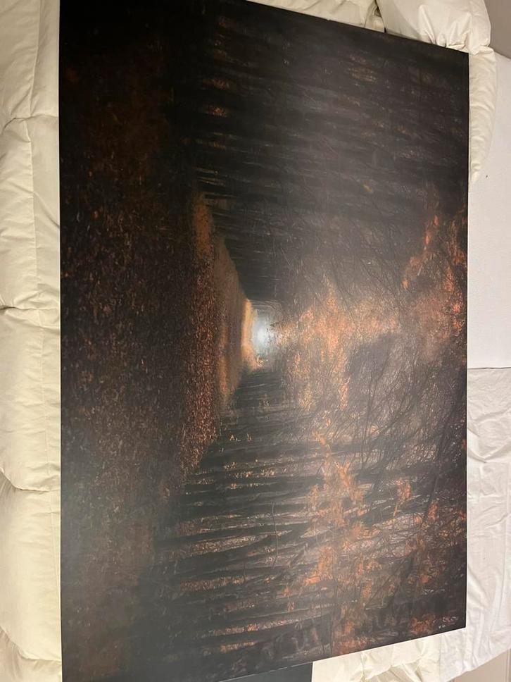 Herfstbos foto, Antiek en Kunst, Kunst | Tekeningen en Foto's, Ophalen