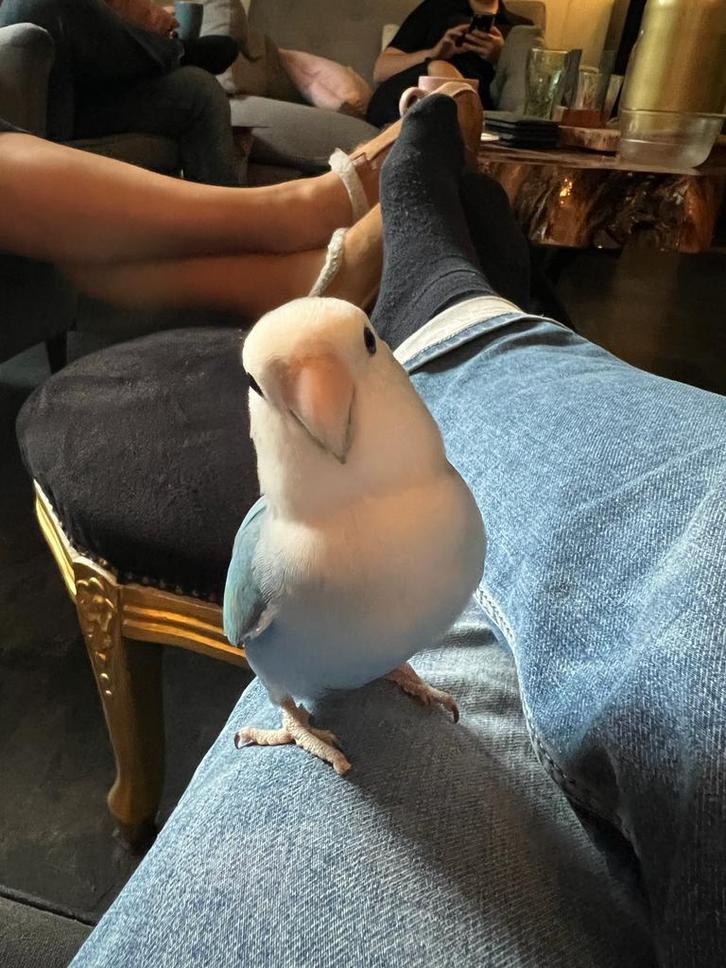 Zeer tamme agapornis man., Dieren en Toebehoren, Vogels | Parkieten en Papegaaien, Dwergpapegaai of Agapornis, Mannelijk, Tam