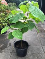 nna Palownaboom , hoogte 170 cm . staat in de kuip, Tuin en Terras, Overige soorten, 100 tot 250 cm, Zomer, Ophalen