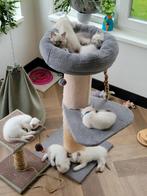"Ragdoll  Britse Korthaar kittens – bewust gefokt, sociaal., Dieren en Toebehoren, Katten en Kittens | Raskatten | Langhaar, Meerdere dieren