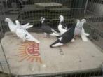 Sierduiven., Meerdere dieren, Overige soorten