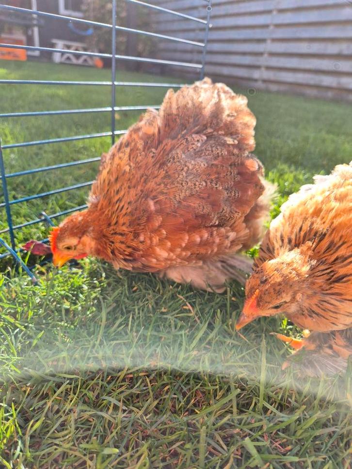 2 prachtige cochin kriel haantjes, Dieren en Toebehoren, Pluimvee, Kip, Mannelijk
