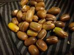 Eikels gevraagd. €0,20 per kilo!, Dieren en Toebehoren, Ophalen of Verzenden, Vee