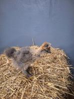 Zijdehoen usa kuikens, Dieren en Toebehoren, Geslacht onbekend, Kip