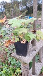 Ooievaarsbek, geranium macrorrhizum roze in H9 pot, Ophalen, Bodembedekkers, Vaste plant, Halfschaduw