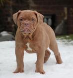 Old english bulldog puppies 750€!, Dieren en Toebehoren, Honden | Bulldogs, Pinschers en Molossers, Meerdere, Bulldog, Meerdere dieren