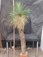 Yucca linearifolia ssp. Galeana 67, 205 cm, stam 150 cm, Ophalen of Verzenden, Vaste plant, Overige soorten, Volle zon