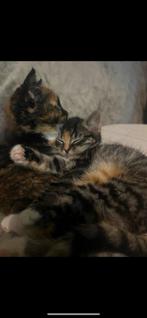 Kittens, 0 tot 2 jaar