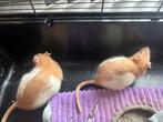 2 rood japanners rat vrouwen ratjes voor €10 euro te sanen, Dieren en Toebehoren, Knaagdieren, Rat, Augustus, Vrouwelijk, Tam