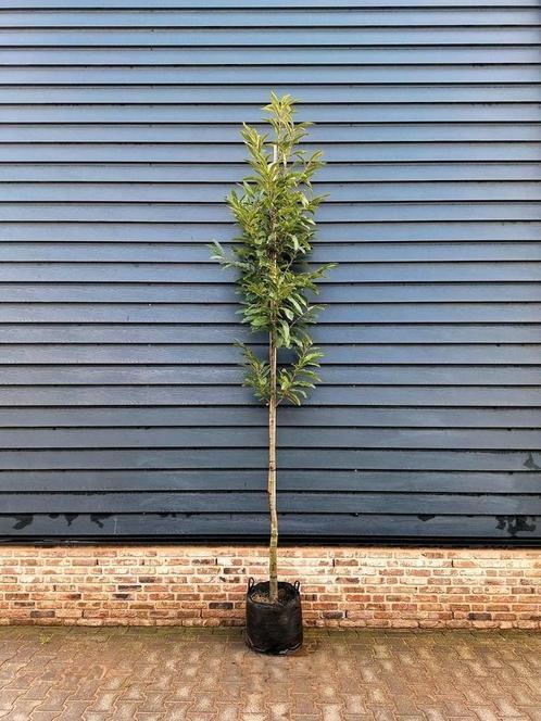 Castanea Sativa (Tamme Kastanje boom)🌳, Tuin en Terras, Planten | Bomen, Ophalen