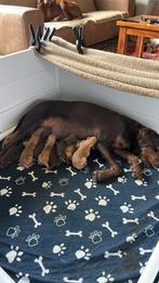 Werpkist benche buitenren voor puppy / honden, Dieren en Toebehoren, Ophalen, Zo goed als nieuw