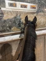 Bijrijder gezocht voor lieffe merrie, Ophalen of Verzenden, Zo goed als nieuw