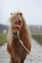 Prachtige, lieve shetlander ruin, Dieren en Toebehoren, Pony's, Ruin, A pony (tot 1.17m), Gechipt, 3 tot 6 jaar