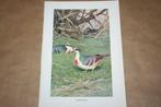 Antieke kleurenlitho - Vogels Dolksteekduif - Circa 1900 !!, Verzamelen, Foto's en Prenten, Ophalen of Verzenden, Voor 1940, Gebruikt