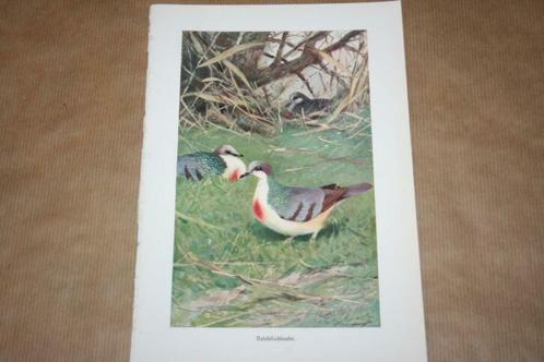 Antieke kleurenlitho - Vogels Dolksteekduif - Circa 1900 !!, Verzamelen, Foto's en Prenten, Gebruikt, Voor 1940, Ophalen of Verzenden