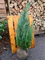 Blauwe coniferen in diverse maten leverbaar, Tuin en Terras, Ophalen of Verzenden, Conifeer, Haag, 100 tot 250 cm