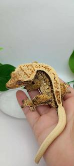0.1 Drippy Extreme Tricolor wimpergekko vrouw, Dieren en Toebehoren, Hagedis, Tam, 0 tot 2 jaar