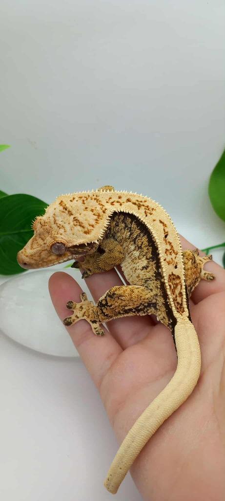 0.1 Drippy Extreme Tricolor wimpergekko vrouw, Dieren en Toebehoren, Reptielen en Amfibieën, Hagedis, 0 tot 2 jaar, Tam