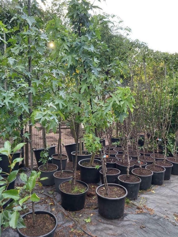 Liquidamber, Tuin en Terras, Planten | Bomen, Overige soorten, 100 tot 250 cm, Volle zon, In pot, Ophalen
