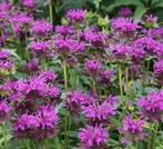 Monarda (bergamot) planten, Ophalen, Zomer, Overige soorten, Volle zon