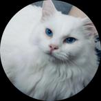 Mooi ragdoll kitten poesje, kater & ragdoll herplaatser poes, Dieren en Toebehoren, Gechipt