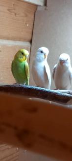 Grasparkieten, Meerdere dieren, Parkiet