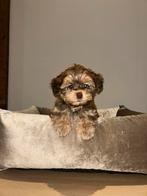 Gezocht! Hondenoppas tussen Nagele en Staphorst, Pension of Dagopvang