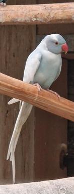Gezocht een wit bonte halsband man, Dieren en Toebehoren, Mannelijk, Parkiet