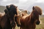 Stalling met paddock gezocht omgeving Deventer, Dieren en Toebehoren, Stalling en Weidegang, Weidegang, 1 paard of pony