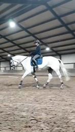 Verzorgpony/paard gezocht!, Ophalen of Verzenden, Nieuw