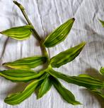 Callisia Fragrans Melnikoff stekje - ongeworteld, Huis en Inrichting, Kamerplanten, Ophalen of Verzenden, Overige soorten, Minder dan 100 cm