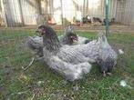 Australorp kippen [Blauwe], Dieren en Toebehoren, Pluimvee, Vrouwelijk, Kip