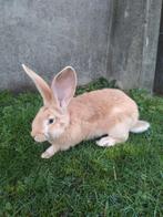 Jonge vlaamse reus, Dieren en Toebehoren, Konijnen, Mannelijk, Groot