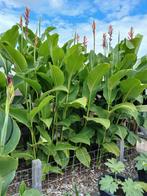 Zaden Canna Altensteinii, Tuin en Terras, Planten | Tuinplanten, Ophalen, Zomer, Overige soorten, Volle zon