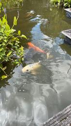 Te koop 7 mooie Koi’s diverse soorten, Dieren en Toebehoren, Vissen | Vijvervissen, Karper of Koi
