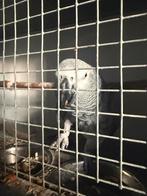 Grijze roodstaart koppel, Meerdere dieren, Papegaai, Pratend