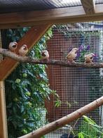 spitsstaartamadine, Dieren en Toebehoren, Meerdere dieren, Tropenvogel