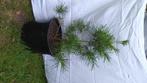 Te koop, Tuin en Terras, Planten | Bomen, Halfschaduw, Overige soorten, 100 tot 250 cm, Ophalen