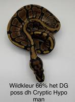 Koningspython Python Regius Wildkleur man, Slang, 0 tot 2 jaar