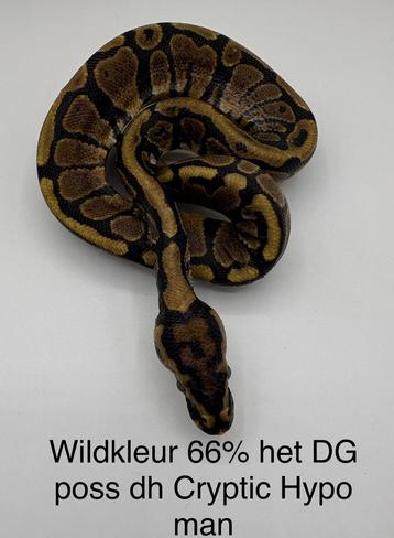 Koningspython Python Regius Wildkleur man beschikbaar voor biedingen