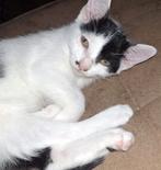 Superlieve speelse kittens 9 weken oud, Dieren en Toebehoren