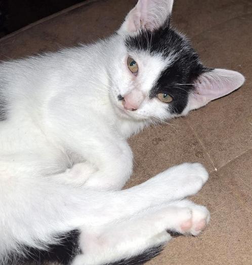 Superlieve speelse kittens 9 weken oud, Dieren en Toebehoren, Katten en Kittens | Overige Katten