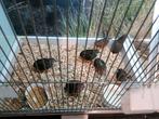 Chinese kwartels., Dieren en Toebehoren, Vogels | Overige Vogels, Meerdere dieren, Tropenvogel