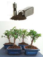 1 Baby Bonsai Chinese Peper- Zanthoxylum Simulans, Ophalen of Verzenden, In pot, Minder dan 100 cm, Bloeiende kamerplant