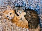 Prachtige lieve halve main coon kittens te koop!, Dieren en Toebehoren, Meerdere dieren