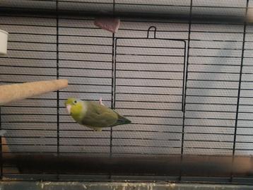 Forpus Coelestis 1-0 beschikbaar voor biedingen