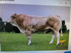 Te koop sperma van de Blonde Aquitaine stier Exon, Ophalen of Verzenden