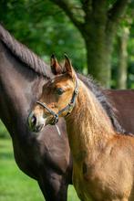 Mooi hengstveulen v. This is Naqueen, Dieren en Toebehoren, Paarden, Niet van toepassing, Dressuurpaard, 0 tot 2 jaar, Hengst