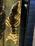 L398 tiger pleco, Dieren en Toebehoren, Overige typen, Zoetwatervis